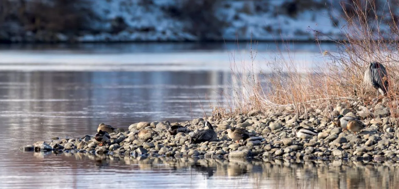 Fotografía de biodiversidad